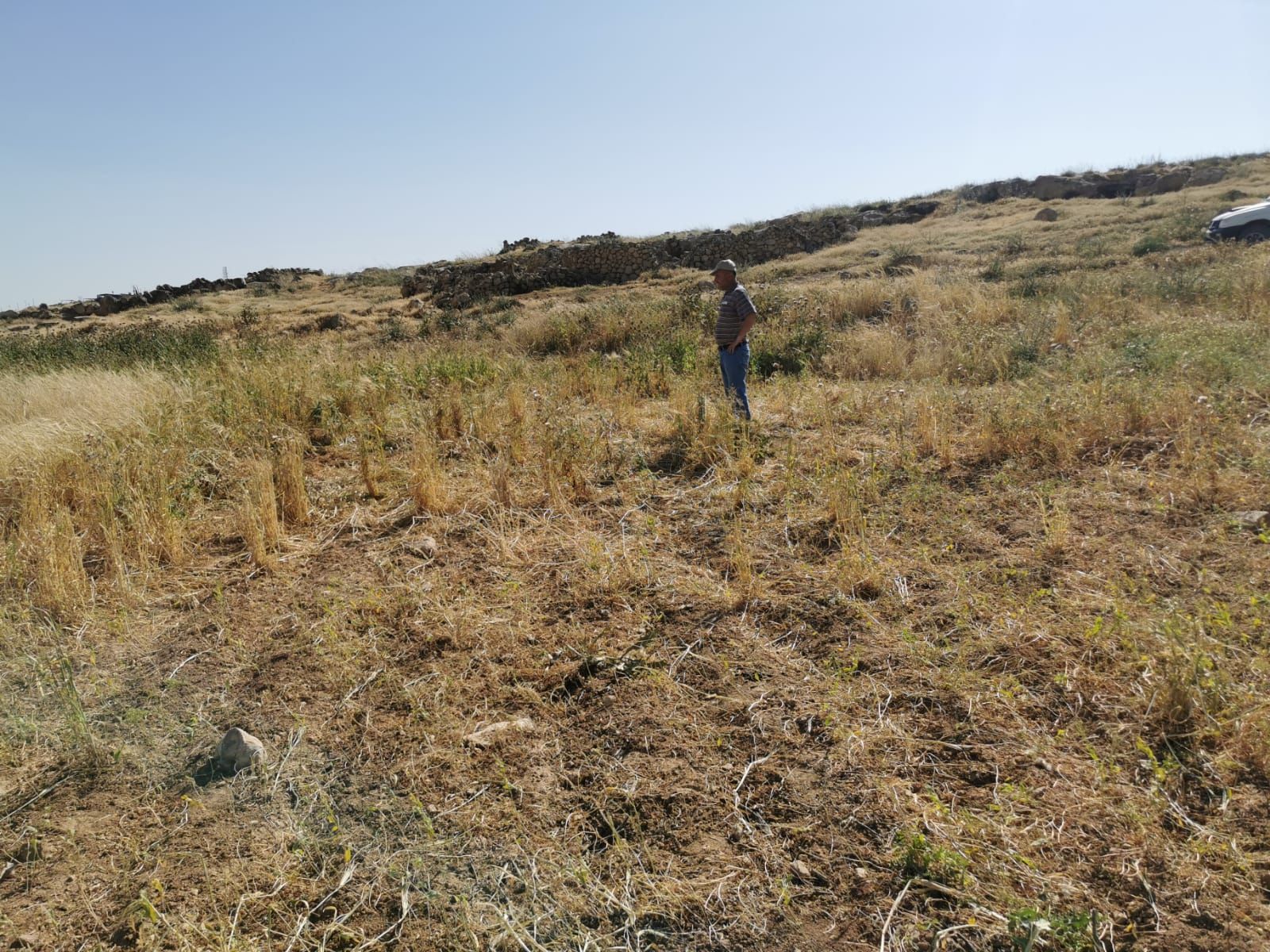 أرض زياد مخامرة بعد سرقة محصولها، 5.5.20