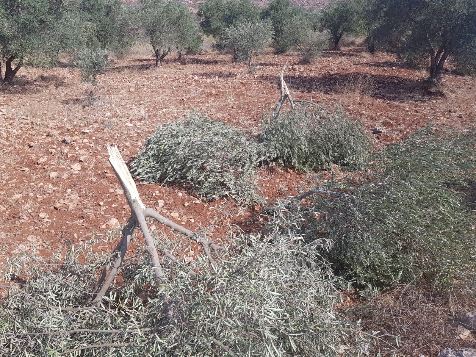 Cut down trees in a-Sawiyah, 17 September 2020.  Photo: Odeh al-Khatib