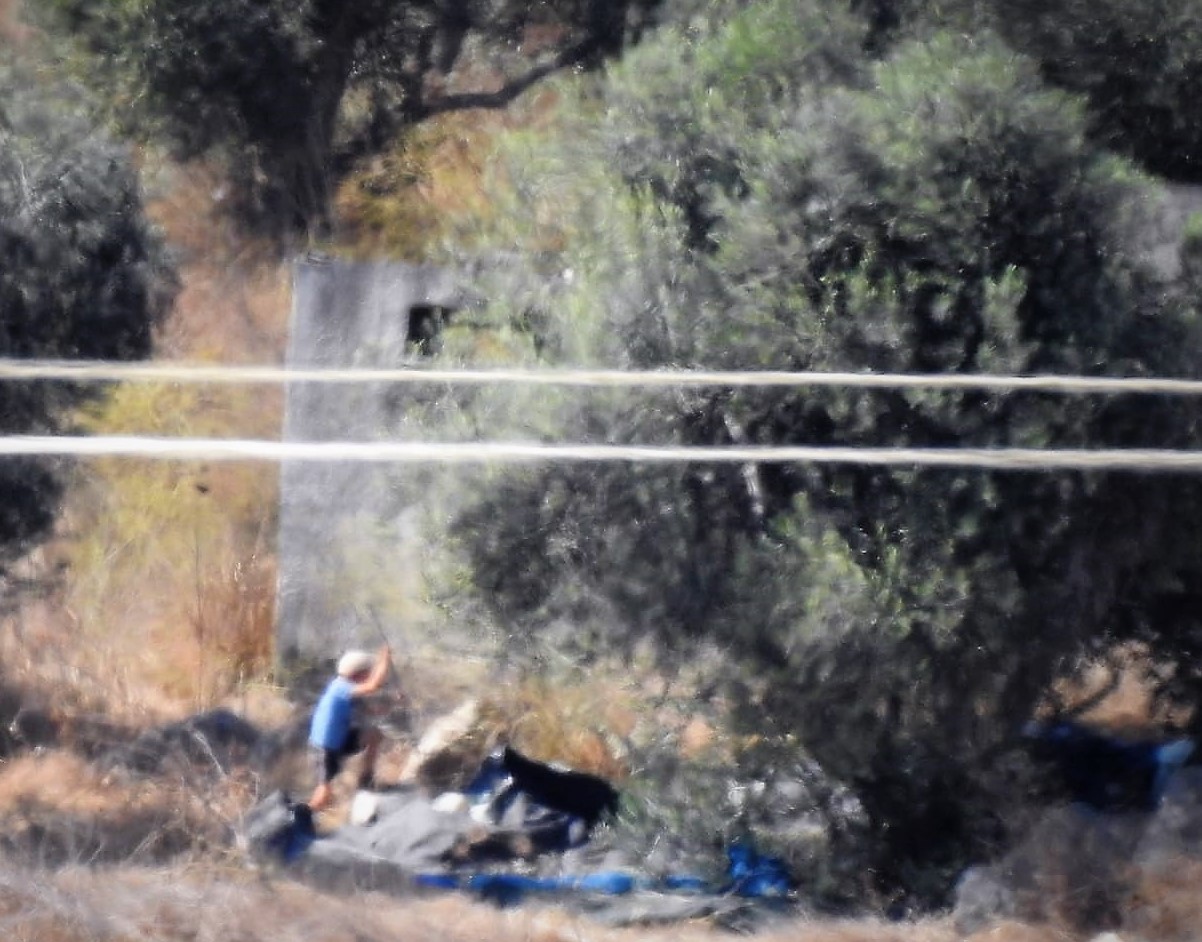 مستوطن يقطف ثمار الزيتون في كرم عائلة الكردي، من سكّان بورين، 12.10.20. تصوير شاهد العيان.