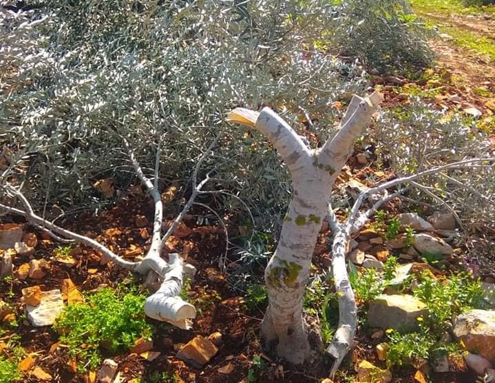 Olive tree cut down by settlers in Kafr a-Dik,  7 February 2021.
