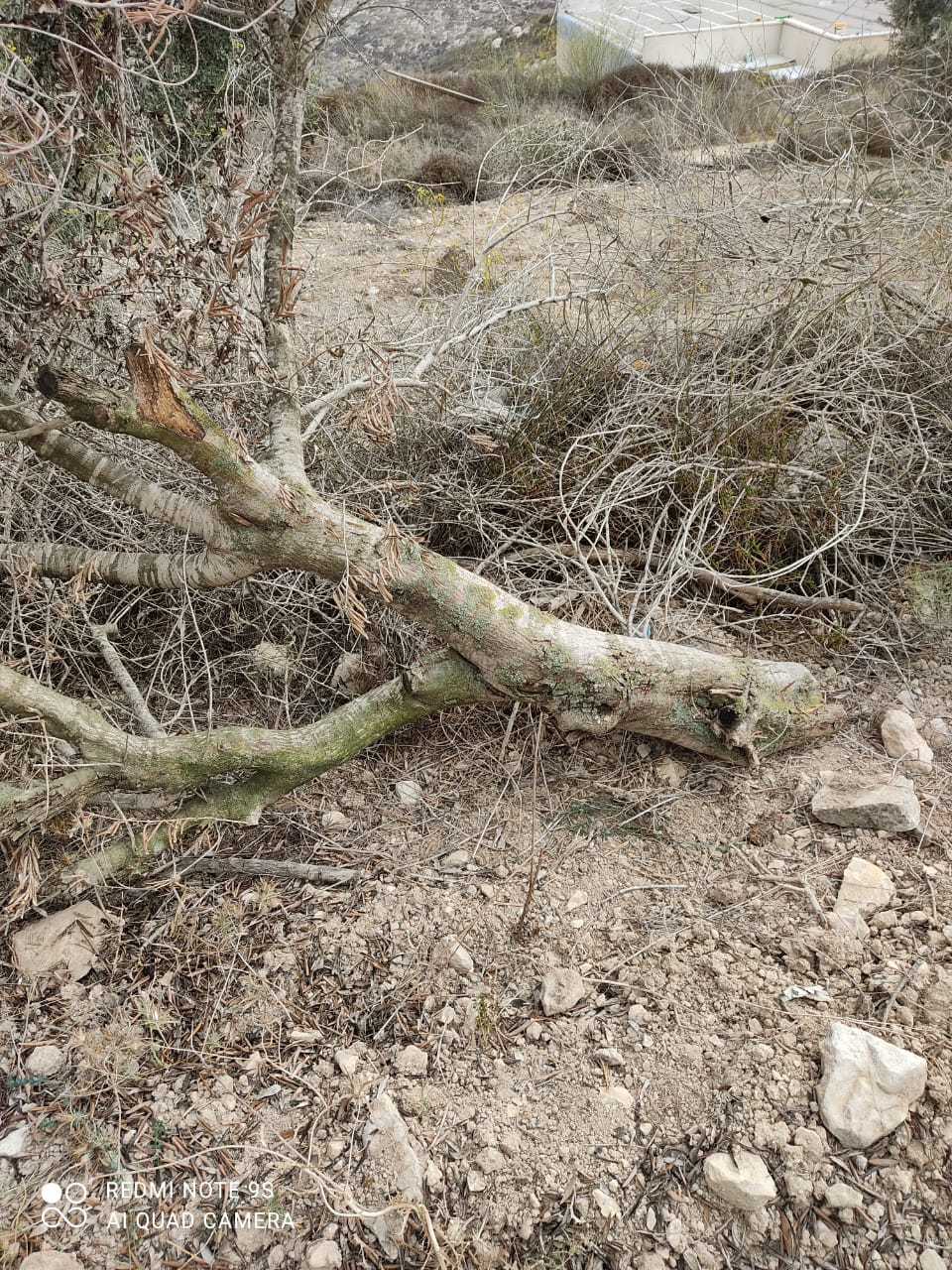 One of the trees cut down by the settlers. Photo courtesy of the landowner 