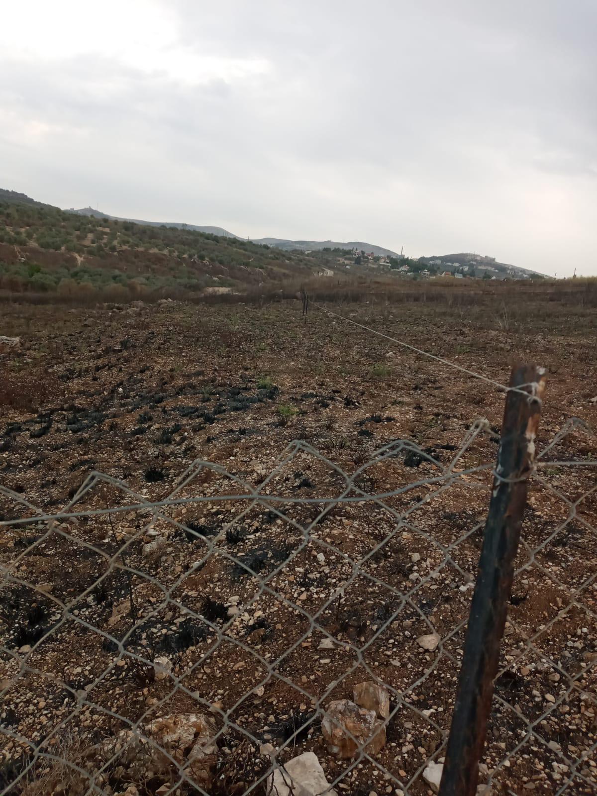 החלקה ממנה עקרו המתנחלים את השתילים וגנבו אותם. התמונה באדיבות החקלאים 