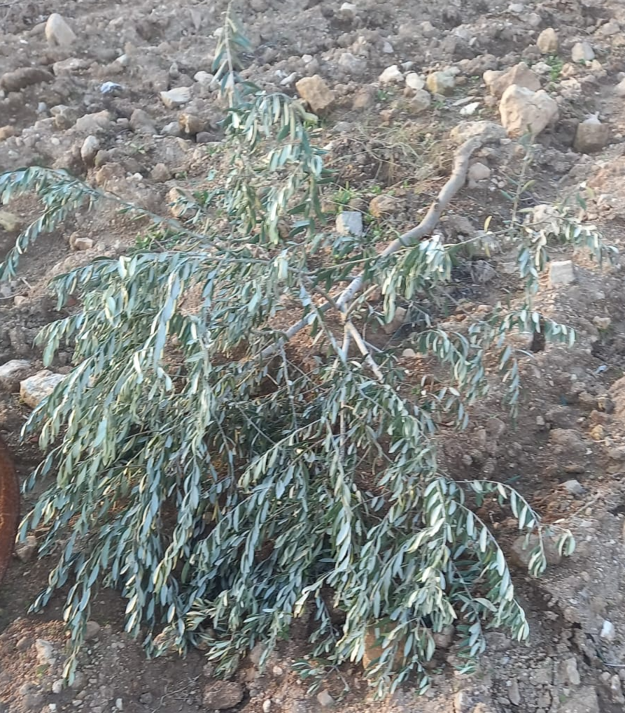 One of the trees broken by the settlers. Photo courtesy of the farmer 