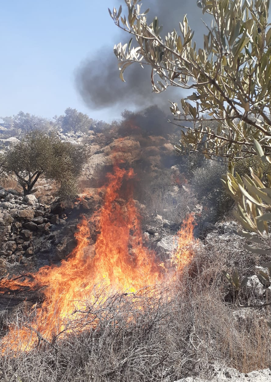 The fire in the olive grove. Photo courtesy of the farmers 