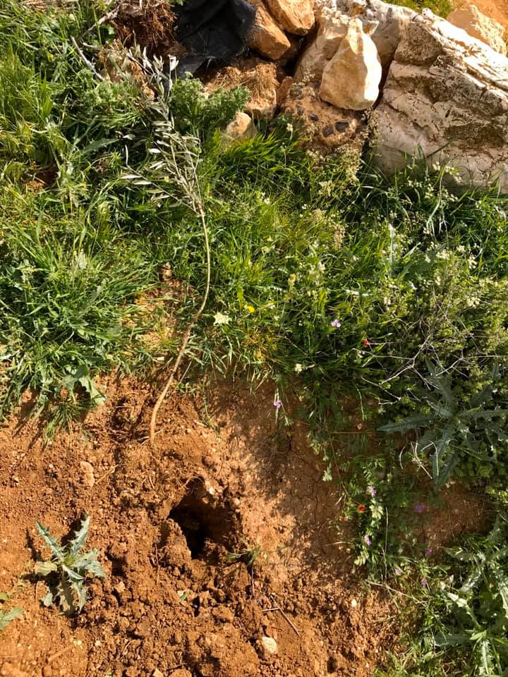 Seedling uprooted from the park. Photo courtesy of residents