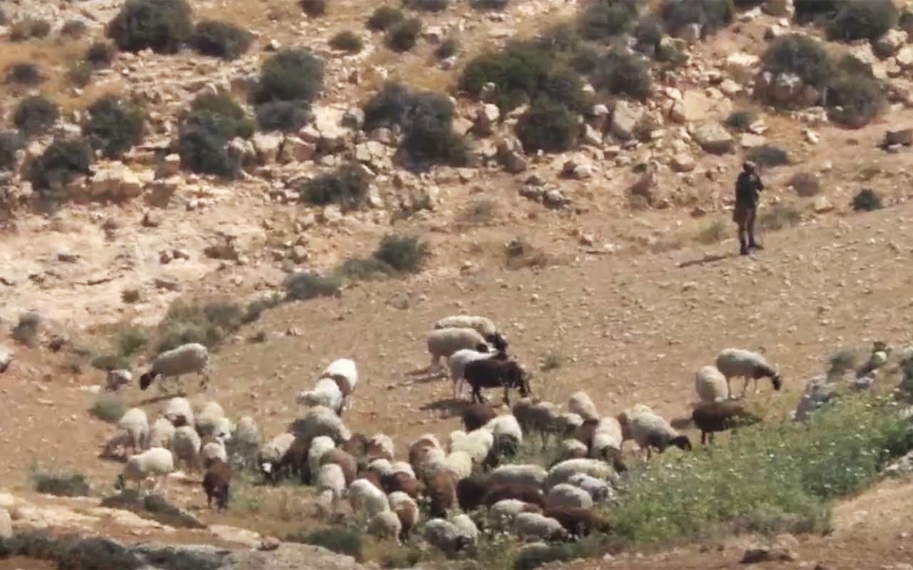 المستوطن مع قطيعه في حقل إبراهيم عوض. الصورة قدمها السكان مشكورين