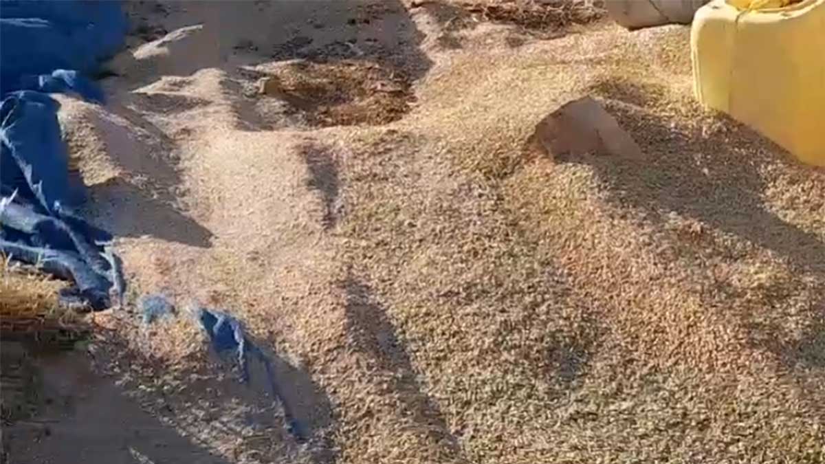 מספוא שפיזרו המתנחלים בבריית חיזמא. התמונה באדיבות ח'טיב