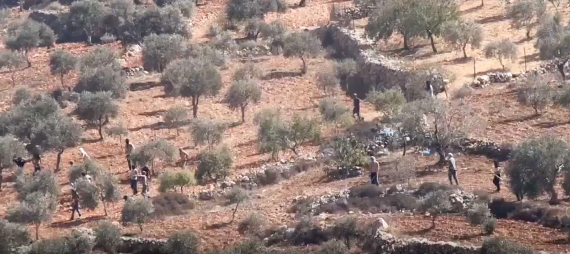 המתנחלים תוקפים את המוסקים במטעים. התמונה באדיבות התושבים