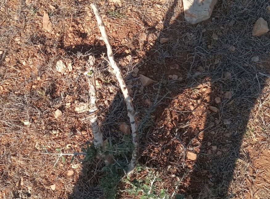 אחד העצים הצעירים ששברו המתנחלים במטע הזיתים. התמונה באדיבות התושבים