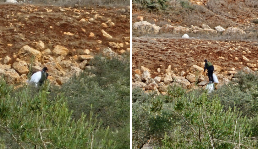 مستوطن يسرق كيس زيتون. الصورة قدمها المزارعون مشكورين