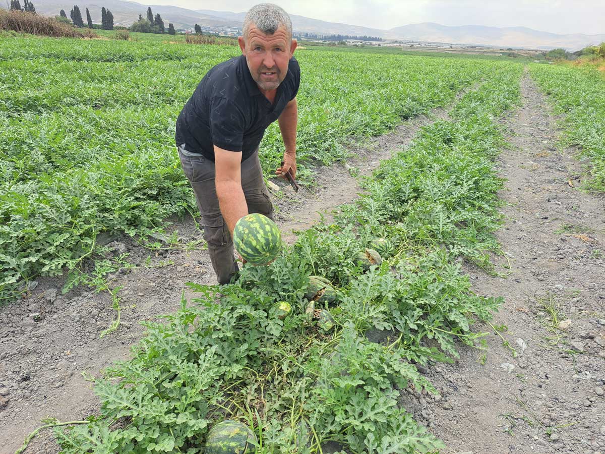 עבד אל-חכים דראר'מה עם האבטיחים הרמוסים בשדה שלו. צילום: עארף דראר'מה, בצלם, 25.4.24