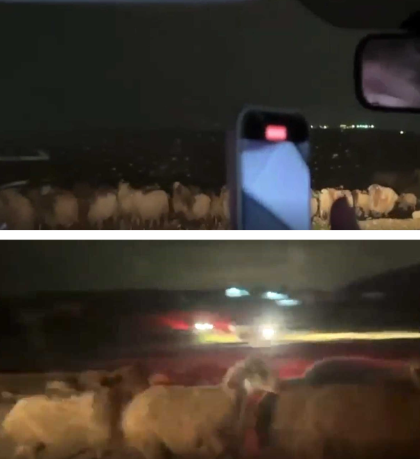 توثيق سرقة المواشي. الصور قدمتها ناشطات مشكورات