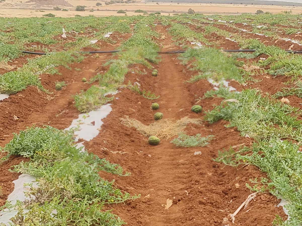 נזקים שהסבו המתנחלים למקשת אבטיחים במישור קאעון. צילום: עארף דראר'מה, בצלם, 27.4.25