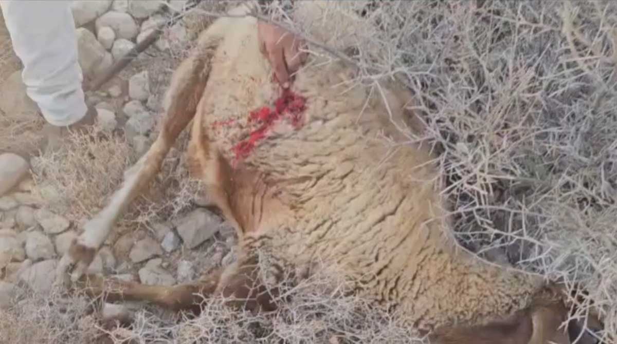 إطارات التراكتور التي ثقبها المستوطنون. صورة قدّمها السكان مشكورين