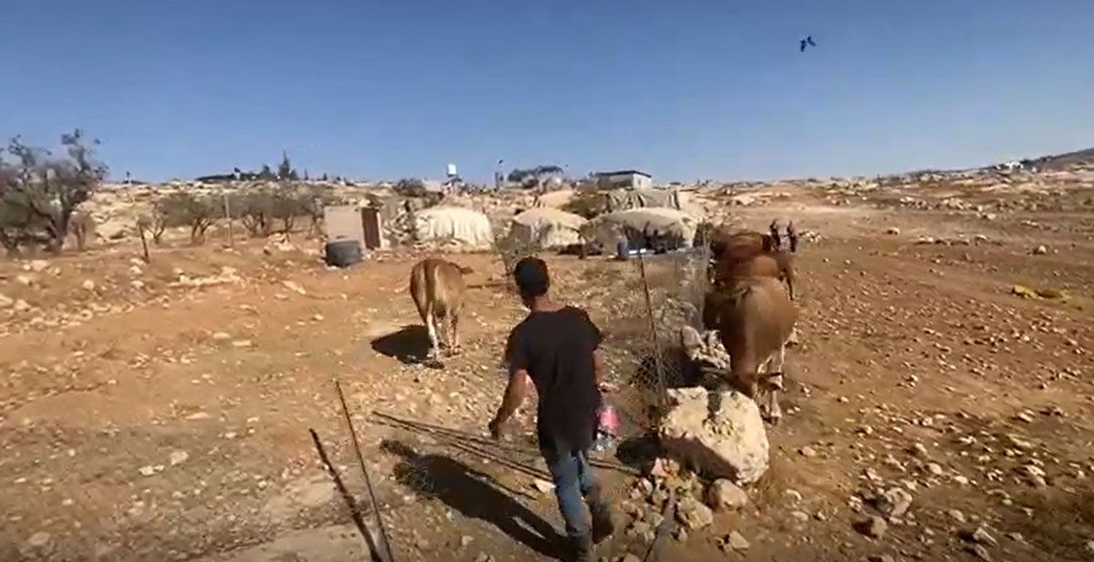 The settler with the cows invading the yard. Photo courtesy of local residents