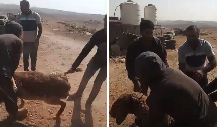 המתנחלים מנסים לגנוב את הצאן. התיעוד באדיבות החקלאי