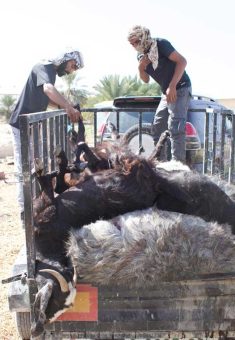 الماعز التي سممها اللمستوطنون. تصوير: أفيشاي موهَر، أكتيفستيلز، أيلول 2024 