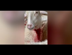 מתוך תיעוד הווידאו