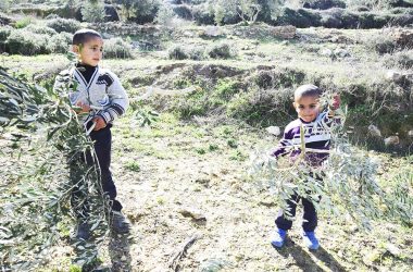 עצים שהושחתו בכפר מאדמא