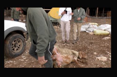 מתוך תיעוד הווידיאו