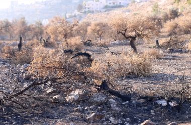 מטע הזיתים החרוך של אליאס מאריה. מתוך תיעוד הווידיאו