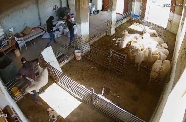 מתוך תיעוד הווידאו