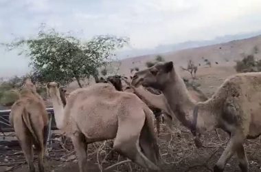 עדר גמלים של המתנחלים בשטח הקהילה, 13.12.25. התמונה באדיבות תושבים