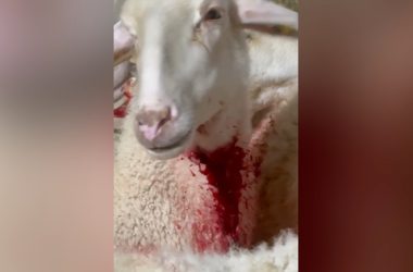 מתוך תיעוד הווידאו