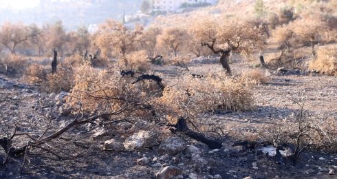 מטע הזיתים החרוך של אליאס מאריה. מתוך תיעוד הווידיאו