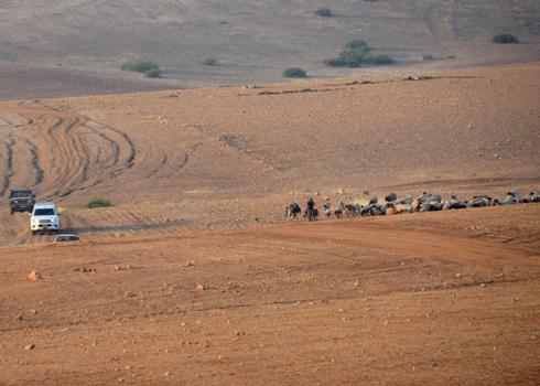 Civil Administration and military vehicles accompany a shepherd evacuating with his flock. Photo: ‘Aref Daraghmeh, B’Tselem, 5 June 2018