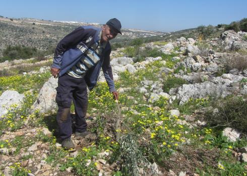 תייסיר נאג'י ליד אחד העצים השבורים. צילום: עבד אל-כרים סעדי, בצלם, 3.3.20
