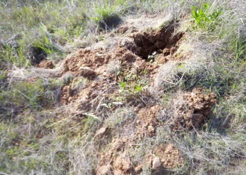 אל-ח'דר וחוסאן, 27.2.20 – מתנחלים משחיתים שתילים רכים ועצי זית עתיקים, גפנים ושקדיות.