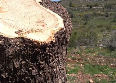 شجرة زيتون مقطوعة في قريوت. تصوير أحد سكان القرية