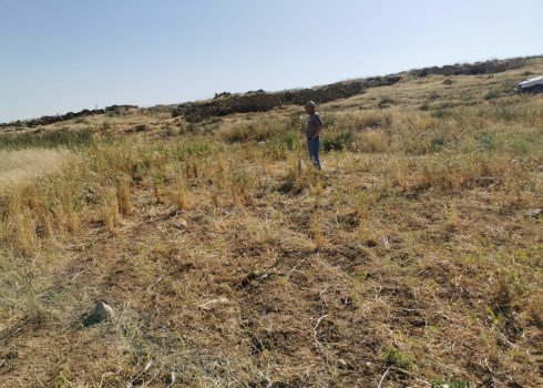 أرض زياد مخامرة بعد سرقة محصولها، 5.5.20