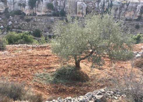 עץ זית אשר נמסק על ידי מתנחלים. עין יברוד, 7.10.20. צילום: סמיר ג'ברא