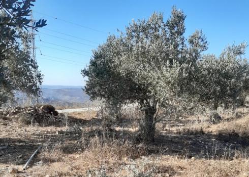 עץ שנמסק על ידי מתנחלים ופריו נגנב. פרעתא, 13.10.20. צילום: איבראהים סלאח 