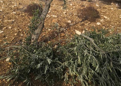 أغصان شجرة زيتون قطعها مستوطنون، المغيّر في 14.11.20. تصوير عبد الله نعسان