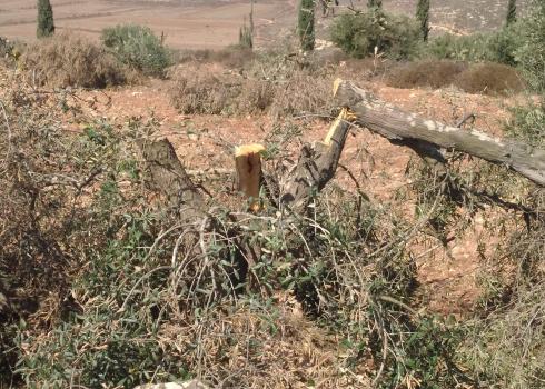 شجرة زيتون قطعها مستوطنون، المغيّر في 26.10.20. تصوير أشرف ادعيبس