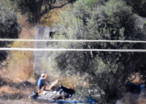 מתנחל מוסק זיתים במטע של משפחת כורדי מבורין, 12.10.20. צילום: העד לאירוע