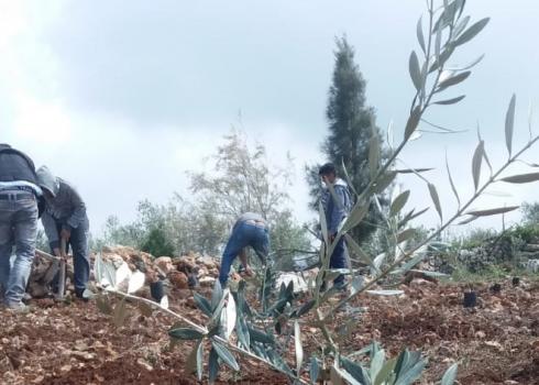 أرض عائلة ياسين. ياسوف، 3.12.20. تصوير: سلمى الدبعي