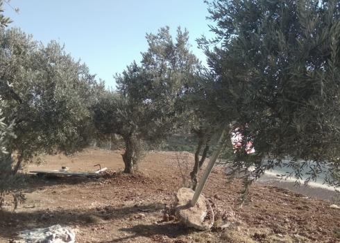 كرم الزيتون خاصّة عائلة موسى، محافظة را الله، 26.10.20. تصوير جبريل صديق