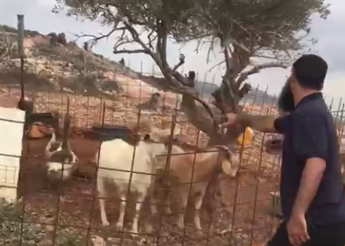 حظيرة أنشئت على أراضي عائلة علان في عينبوس، 3.11.20. تصوير: عائلة علان