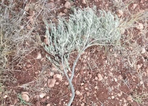 أغصان مكسّرة في أرض بلال بداوي حيث قطع المستوطنون 25 شجرة زيتون. قريوث، 17.10. تصوير بلال بداوي.