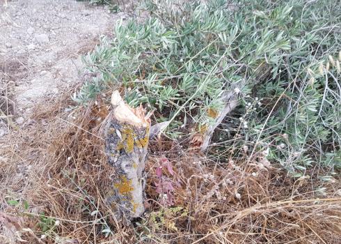 A tree cut down by settlers. Photo courtesy of farmers 