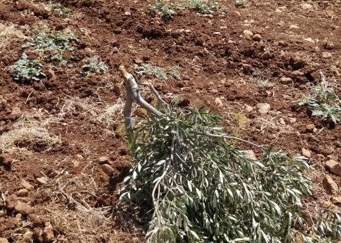 Olive trees damaged in Turmusaya, 29 June 2021. Photo courtesy of grove owner 