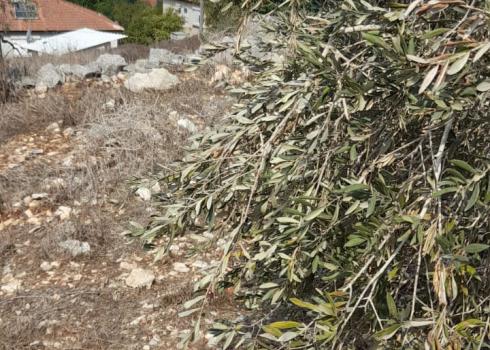 One of the trees in Qusai Qadumi’s plot harvested by settlers, with the houses of Kedumim in the background. Photo courtesy of Qadumi 