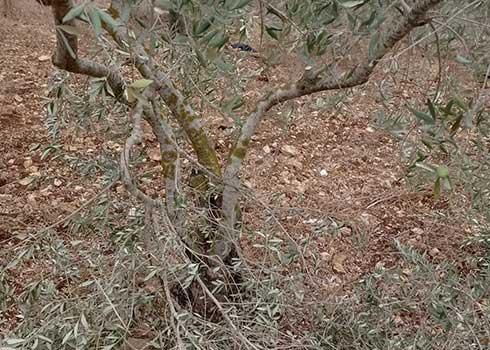 Branches settlers broke off one of the trees from which they stole olives. Photo courtesy of the grove owner 