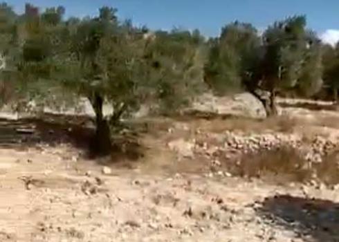Trees in the grove from which the olives were stolen. Photo courtesy of the farmers 
