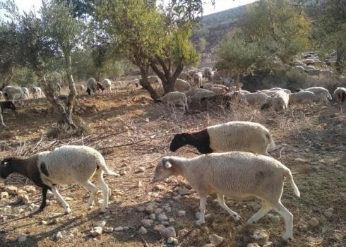 עדר הצאן ביאנון. צילום: שאדי אבו חמאד 