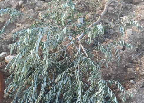 One of the trees broken by the settlers. Photo courtesy of the farmer 